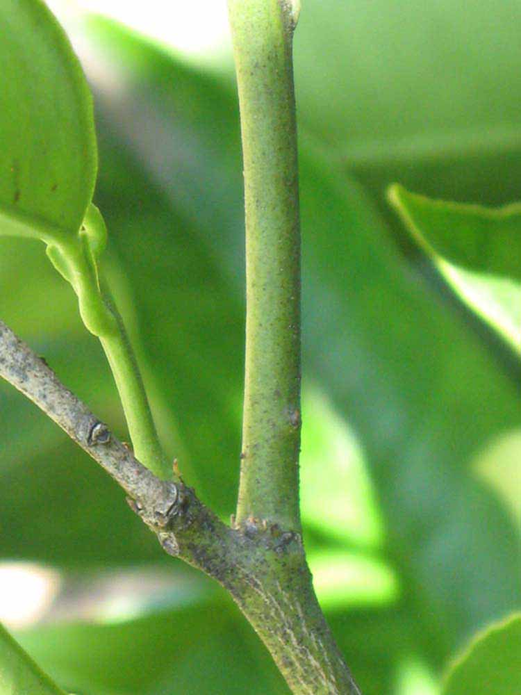            First year twig (Riverside, CA)   